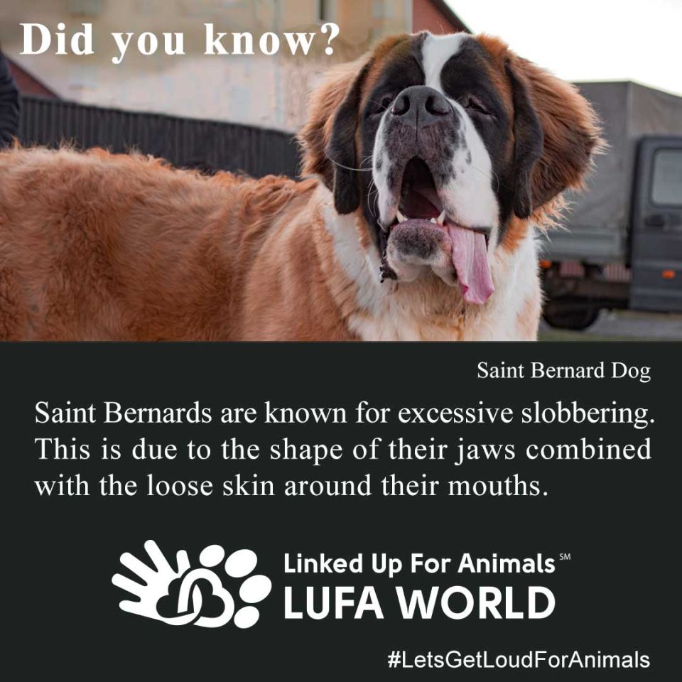 #DidYouKnow #Dogs Saint Bernard's are known for excessive slobbering. This is due to the shape of their Jaws combined with the loose skin around their mouths.Happy National Slobber ppreciation Day!