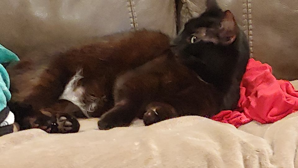 This is "Mama". She has a little man on her belly.I ❤ black cats.