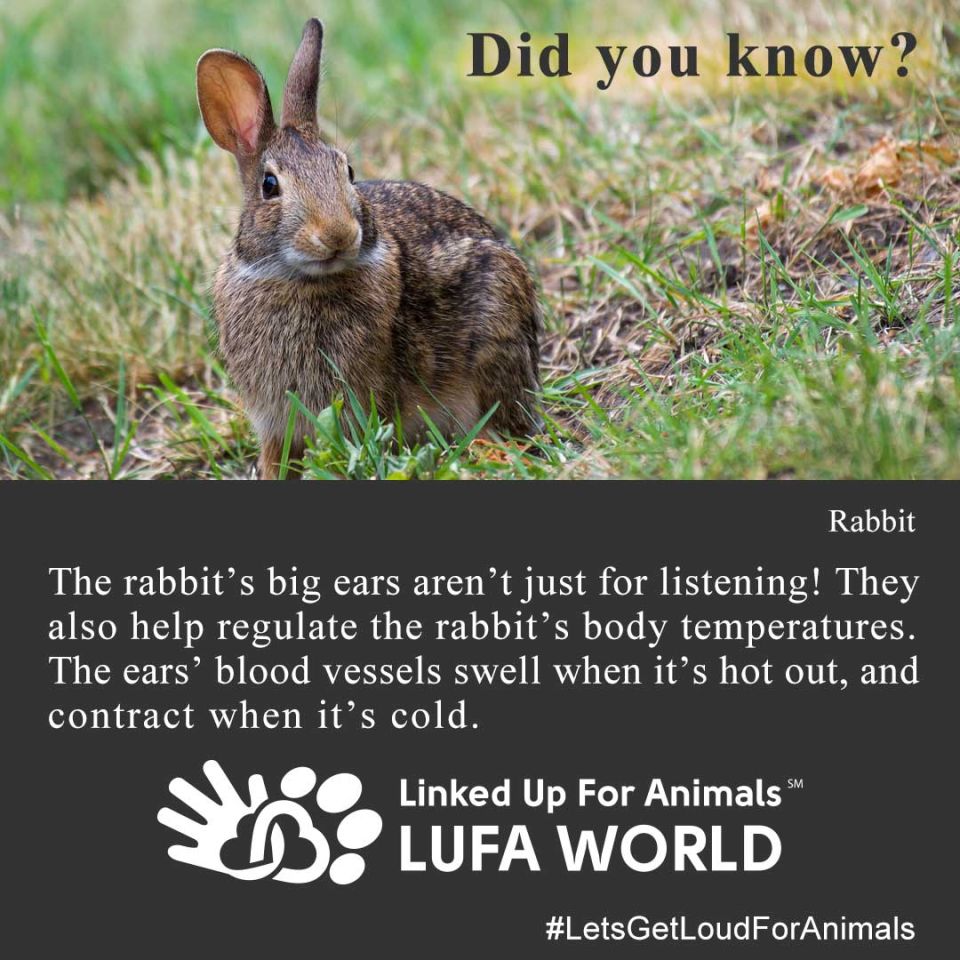 #DidYouKnow #Rabbits The rabbit’s big ears aren’t just for listening! They also help regulate the rabbit’s body temperatures. The ears’ blood vessels swell when it’s hot out, andcontract when it’s cold. So as we hop into the new #YearOfTheRabbit do what you can to stay warm. #LetsGetLoudForAnimals