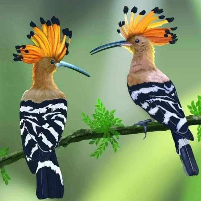 #OddCouple #BirdsOfAFeatherHoopoe birds found in Africa Asia and parts of Europe.