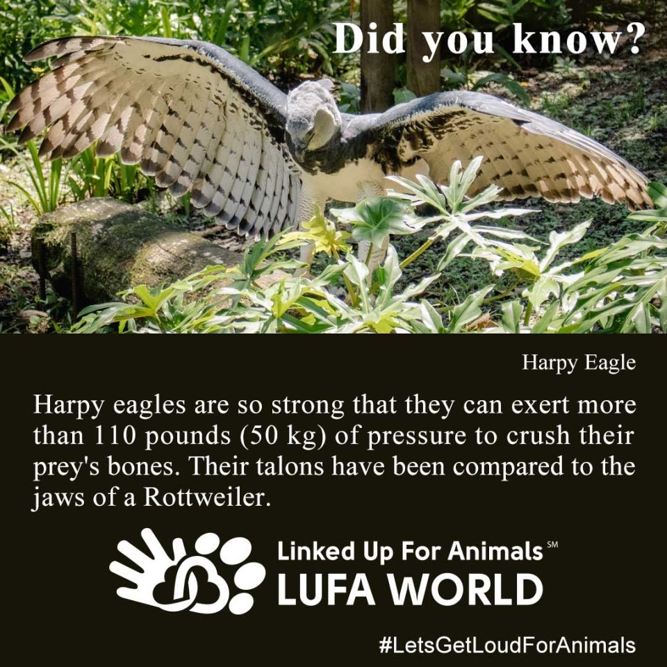 #DidYouKnow #HarpyEagles Harpy eagles are so strong that they can exert more than 110 pounds (50 kg) of pressure to crush their prey's bones. Their talons have been compared to the jaws of a Rottweiler.
