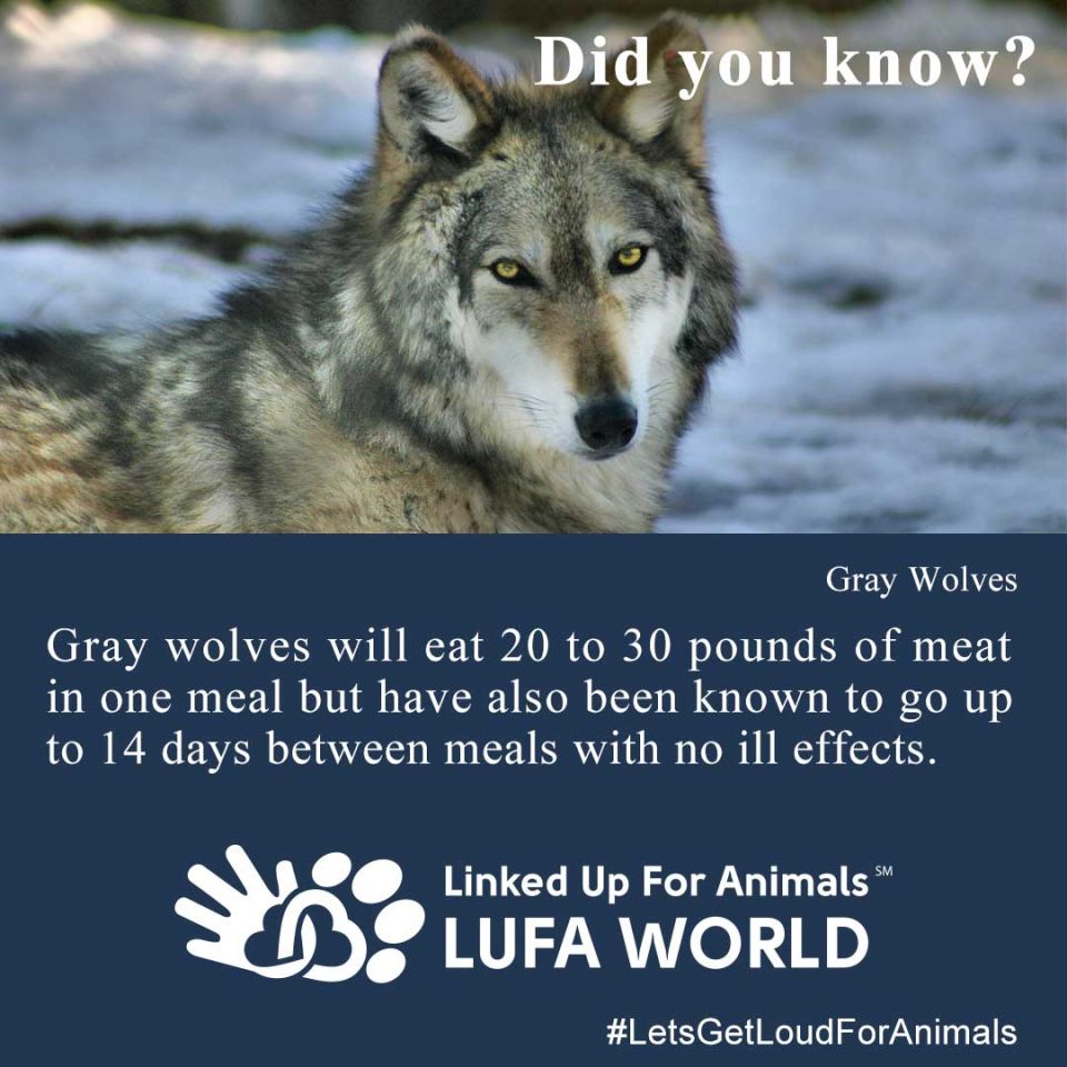 #DidYouKnow #Wolves Gray wolves will eat 20 to 30 pounds of meat in one meal but have also been known to go up to 14 days between meals with no ill effects.#LetsGetLoudForAnimals