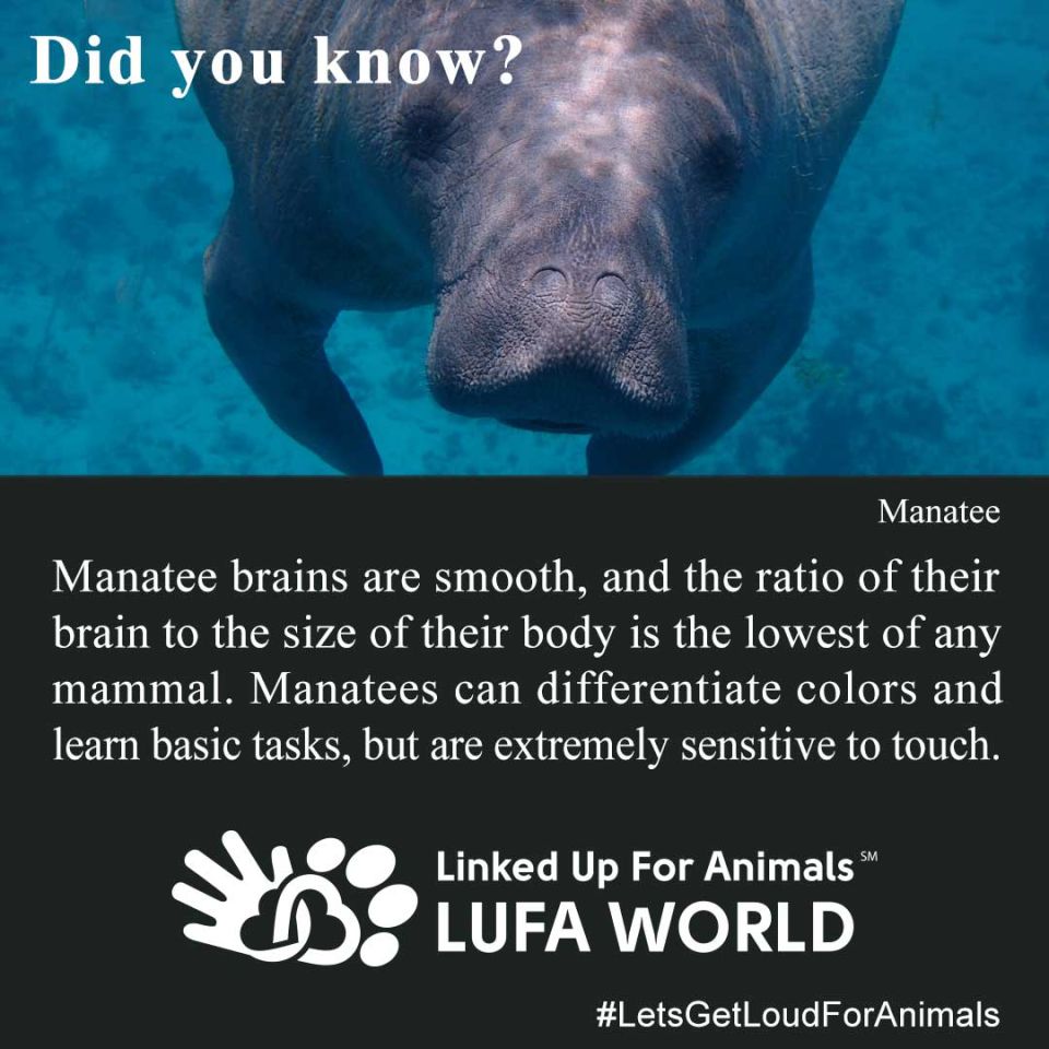 #DidYouKnow #ManateeManatee brains are smooth, and the ratio of their brain to the size of their body is the lowest of any mammal. Manatees can differentiate colors and learn basic tasks, but are extremely sensitive to touch. #LetsGetLoudForAnimals