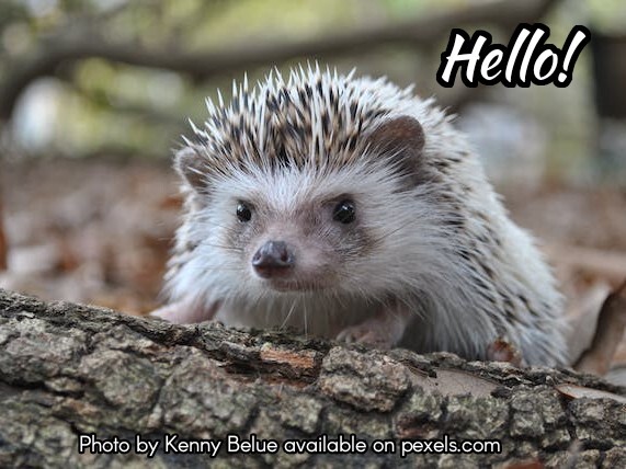 Hello, this little hedgehog is here to brighten your day! 🌟🌟🌟