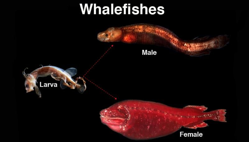 #FishyFriday.  Rare deep water mystery spotted off the #California Coast https://www.livescience.com/weird-deep-whalefish-spotted.html