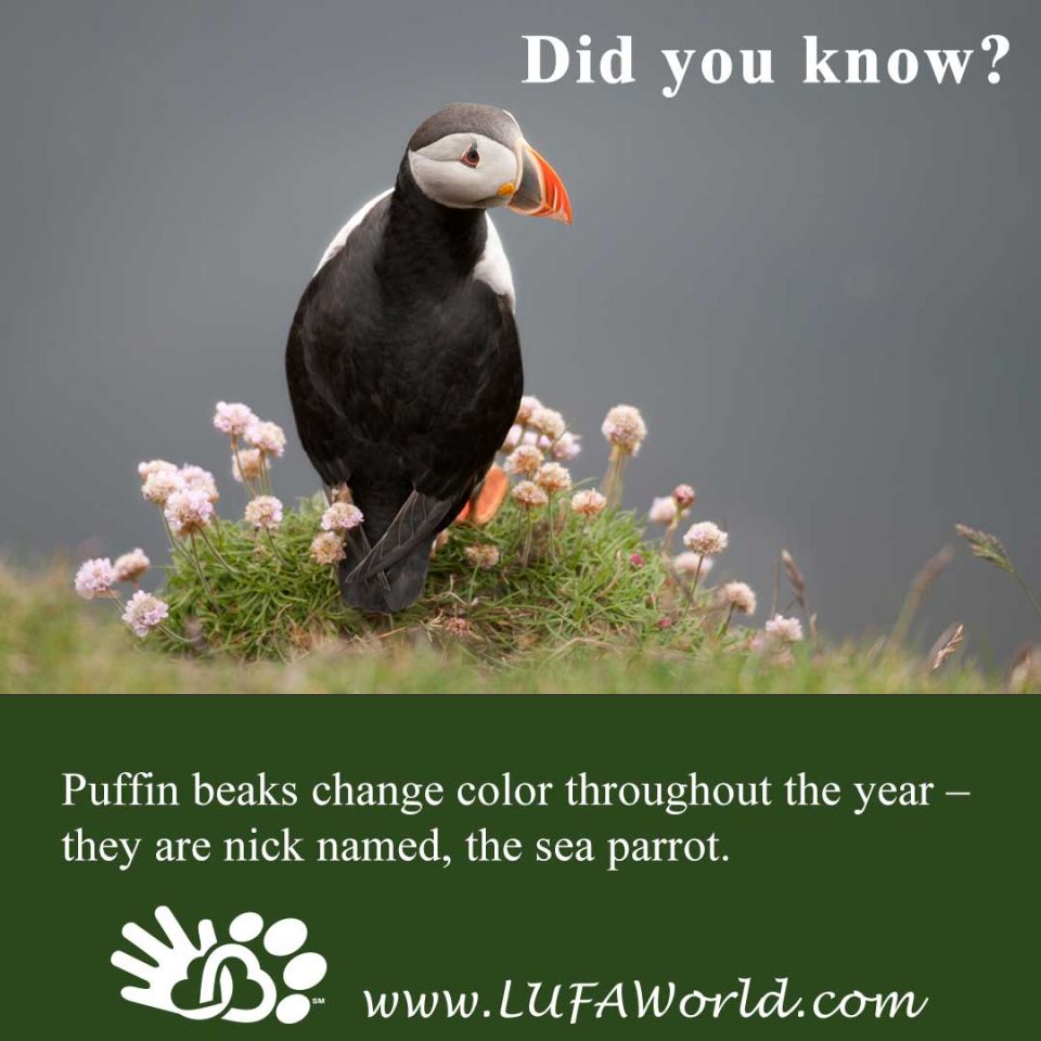 #DidYouKnow #BirdsOfAFeather #Puffin