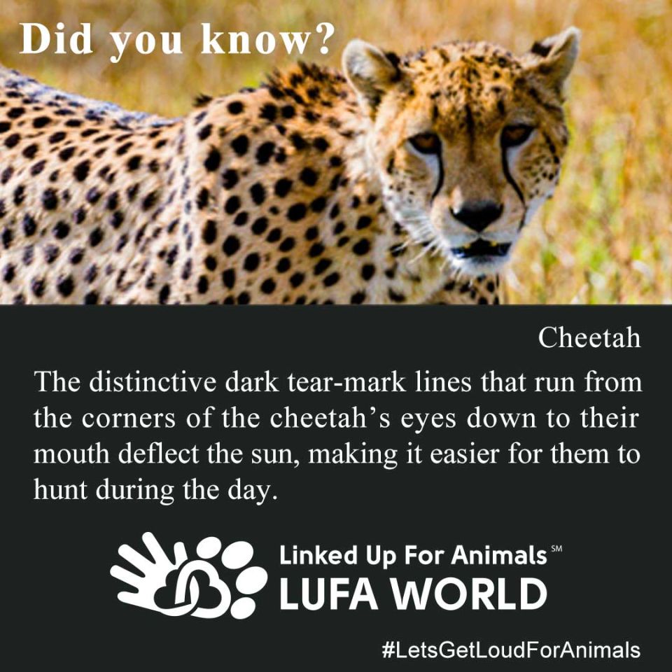 December 4th is International Cheetah Day!#DidYouKow #Cheetah The distinctive dark tear-mark lines that run from the corners of the Cheetah's eyes down to their mouth deflect the sun, making it easier for them to hunt during the day. #LetsGetLoudForAnimals