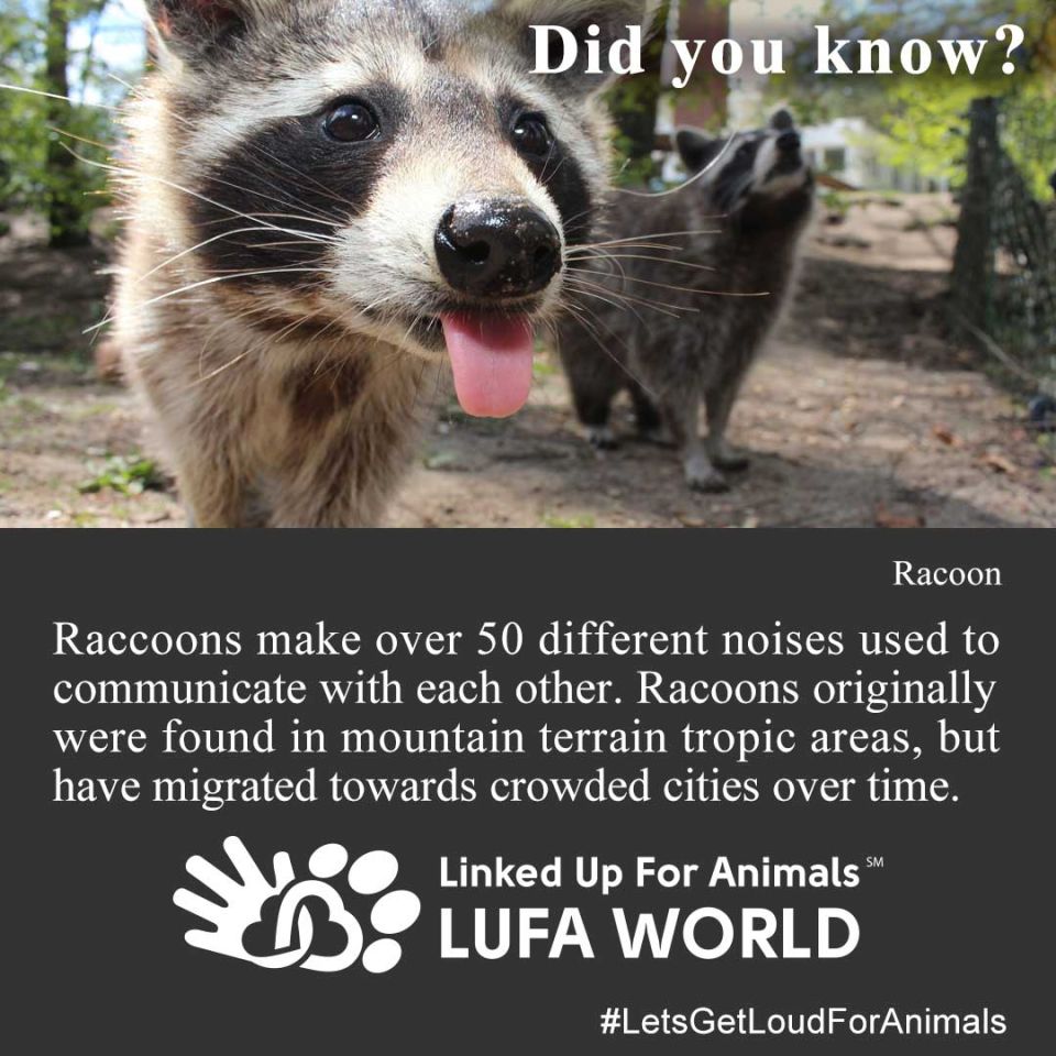 #DidYouKnow #RaccoonsRaccoons make over 50 different noises used to communicate with each other. Racoons originally were found in mountain terrain tropic areas, but have migrated towards crowded cities over time.