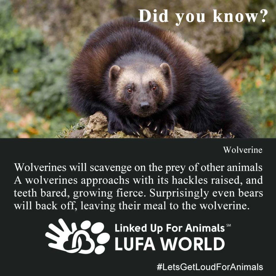 #DidYouKnow #Wolverines Wolverines will scavenge on the prey of other animals A wolverines approachs with its hackles raised, and teeth bared, growing fierce. Surprisingly even bears will back off, leaving their meal to the wolverine.  #LetsGetLoudForAnimals "