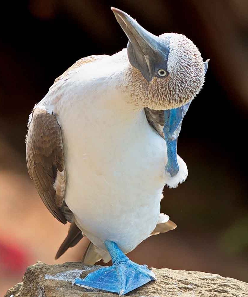 The Elvis of the bird world is the blue footed booby.  The blue-suede-er his feet the more likely he is to mate.#BirdsOfAFeather #TheMoreYouKnow