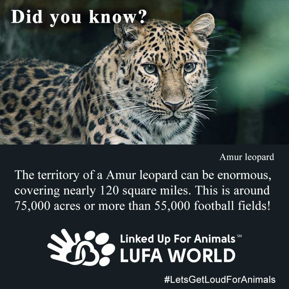#DidYouKnow #LeopardThe territory of a Amur leopard can be enormous, covering nearly 120 square miles. This is around 75,000 acres or more than 55,000 football fields!