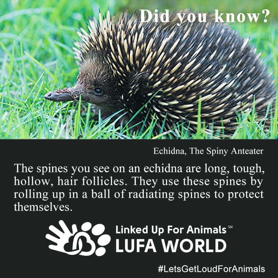 #DidYouKnow #LetsGetLoudForAnimals #LinkedUpForAnimals  It is my pleasure to introduce you to the Echidna, the spiny anteater.Did you know?The spines you see on an echidna are long, tough, hollow, hair follicles. They use these spines by rolling up in a ball of radiating spines to protect themselves