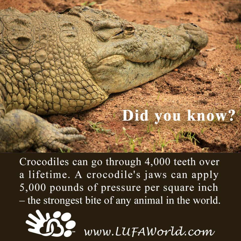#DidYouKnow  #Reptiles