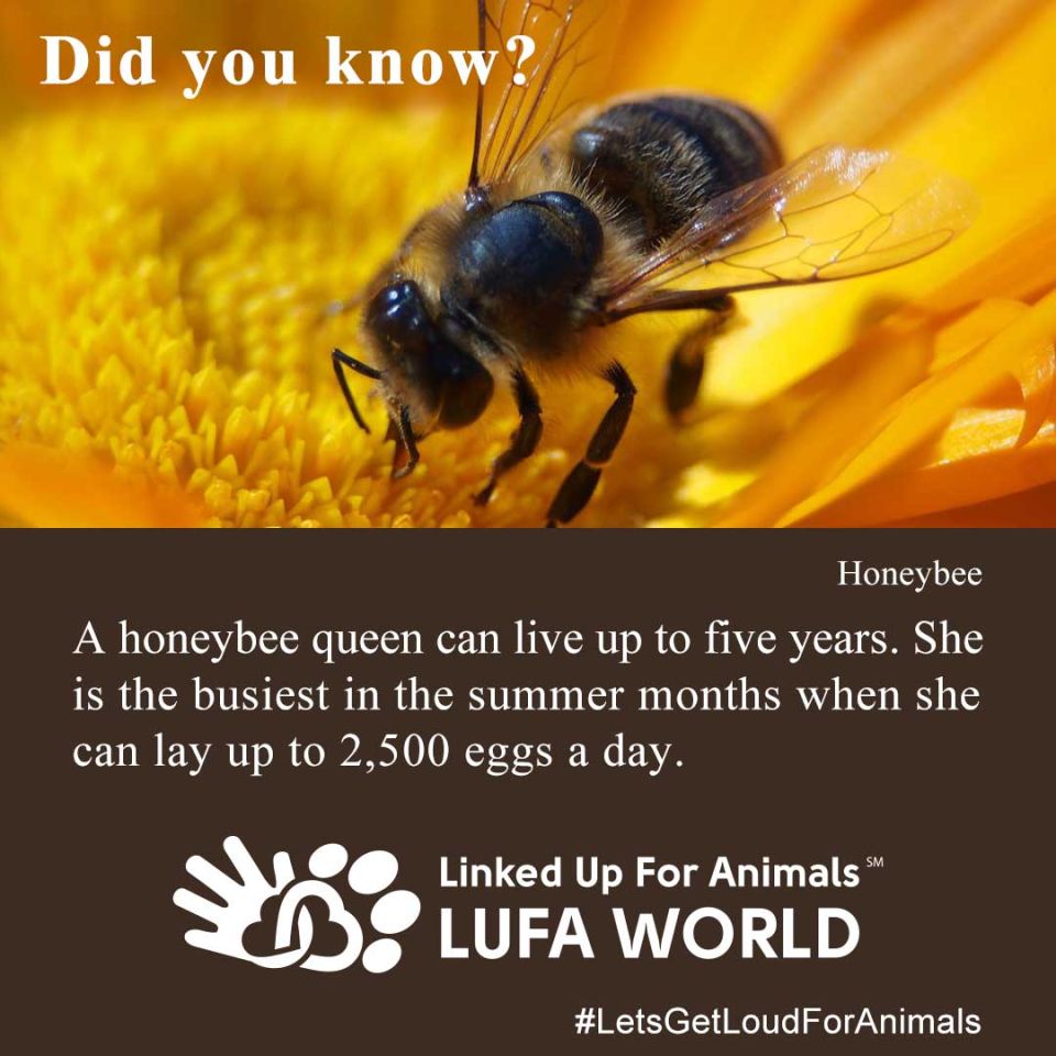 #DidYouKnow #HoneybeeA honeybee queen can live up to five years. She is the busiest in the summer months when she can lay up to 2,500 eggs a day.