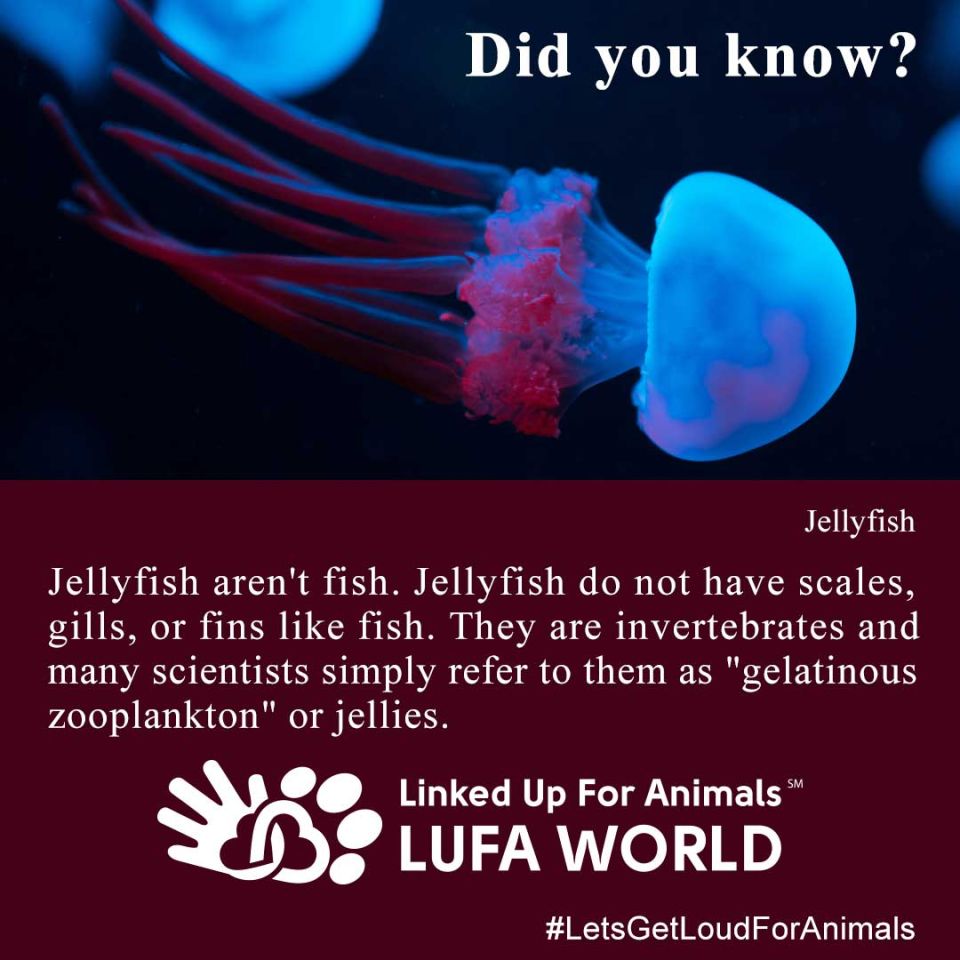 #DidYouKnow #Jellyfish November 3 is #WorldJellyfishDayJellyfish aren't fish. Jellyfish do not have scales, gills, or fins like fish. They are invertebrates and many scientists simply refer to them as "gelatinous zooplankton" or jellies.
