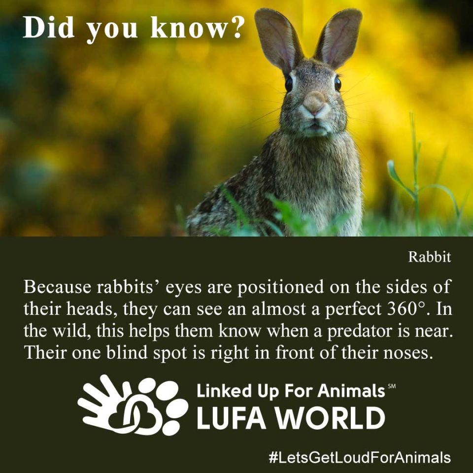 #Rabbits #DidYouKnow Because rabbits’ eyes are positioned on the sides of their heads, they can see an almost a perfect 360°. In the wild, this helps them know when a predator is near. Their one blind spot is right in front of their noses.   So as we hop into this new #YearOfTheRabbit lets remember to turn our heads and see things from different perspectives.  #LetsGetLoudForAnimals