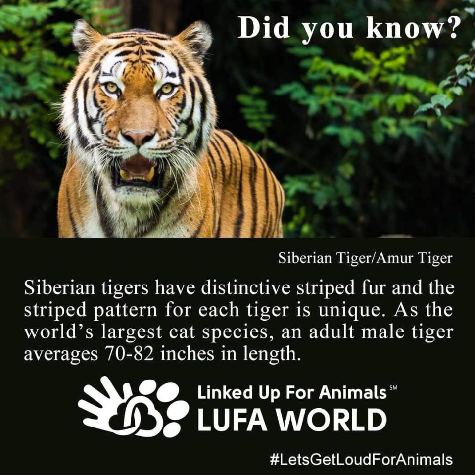 #DidYouKnow #Tiger #CatsRuleSiberian tigers have distinctive striped fur and, the striped pattern for each tiger is unique. As the world’s largest cat species, an adult male tiger averages 70-82 inches in length.