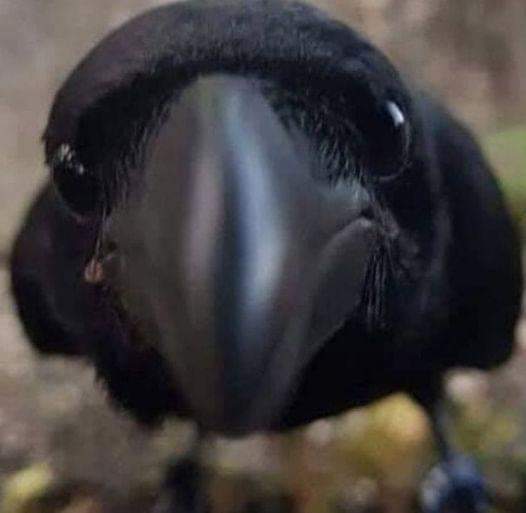 Good Morning, Crow!