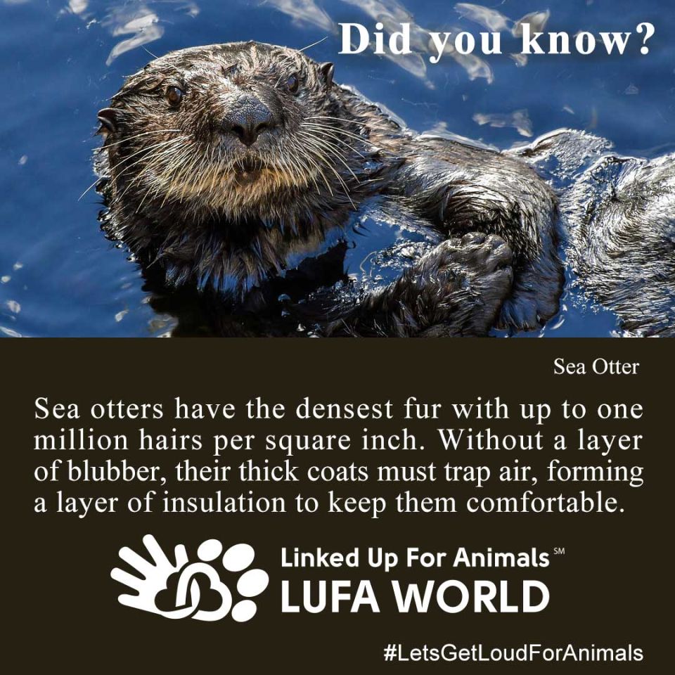 #SeaOtter #DidYouKnow #SeaOtterAwarenessWeekSea otters have the densest fur with up to one million hairs per square inch. Without a layer of blubber, their thick coats must trap air, forming a layer of insulation to keep them comfortable.