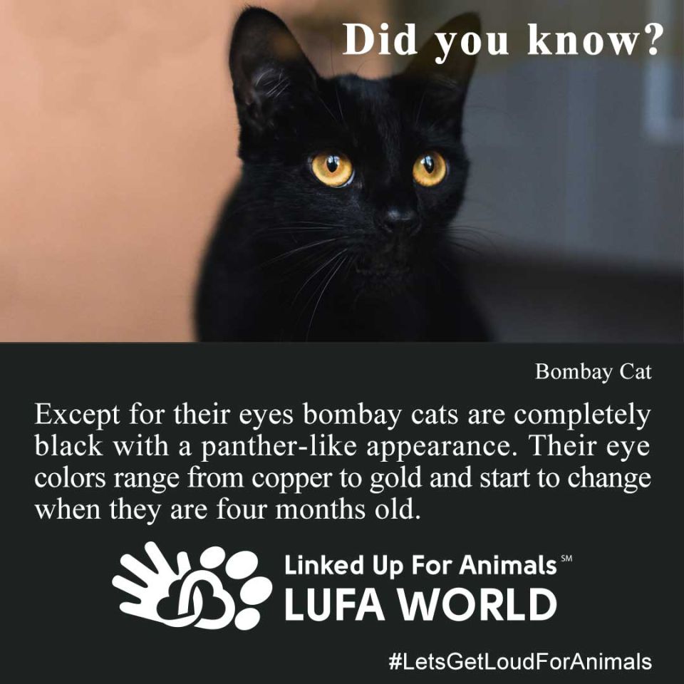 #DidYouKnow #Cats Except for their eyes bombay cats are completely black with a panther-like appearance. Their eye colors range from copper to gold and start to change when they are four months old.