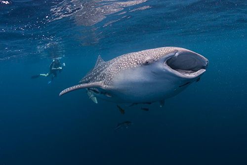 "Whale sharks (Rhincodon typus) are the largest shark, and indeed largest of any fishes alive today... The maximum size of whale sharks is not known, but could be as large as 20m. "#WildWednesday  #SharkWeekhttps://www.worldwildlife.org/species/whale-shark