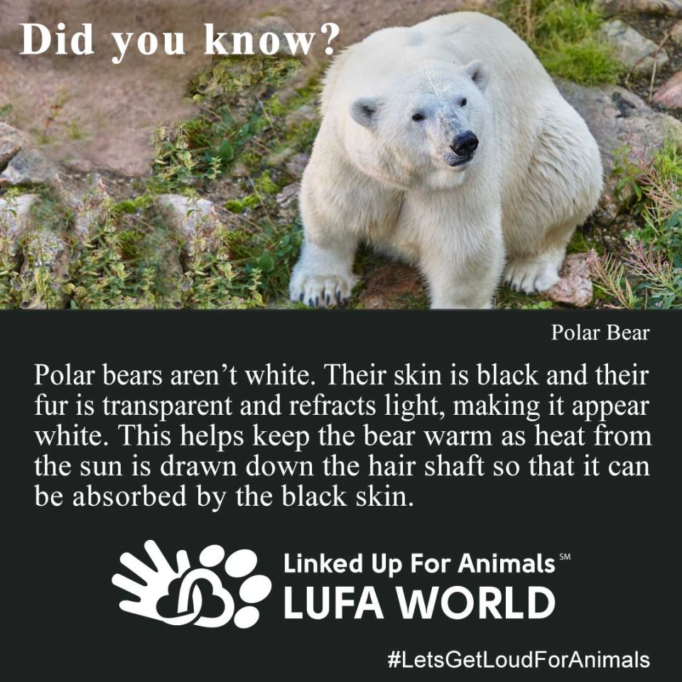 #DidYouKnow #Bears Polar bears aren’t white. Their skin is black and their fur is transparent and refracts light, making it appear white. This helps keep the bear warm as heat from the sun is drawn down the hair shaft so that it can be absorbed by the black skin. #LetsGetLoudFOrAnimals