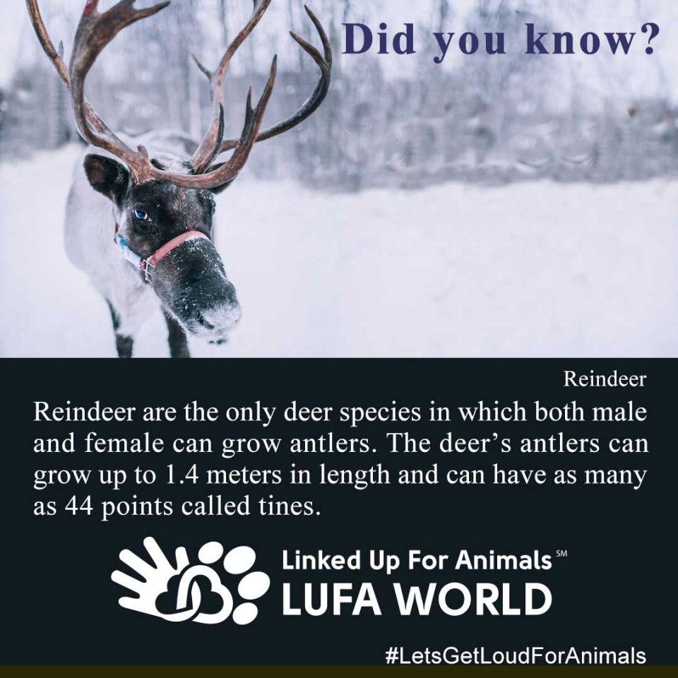 #DidYouKnow #Reindeer Reindeer are the only deer species in which both male and female can grow antlers. The deer’s antlers can grow up to 1.4 meters in length and can have as many as 44 points called tines. #LetsGetLoudForAnimals