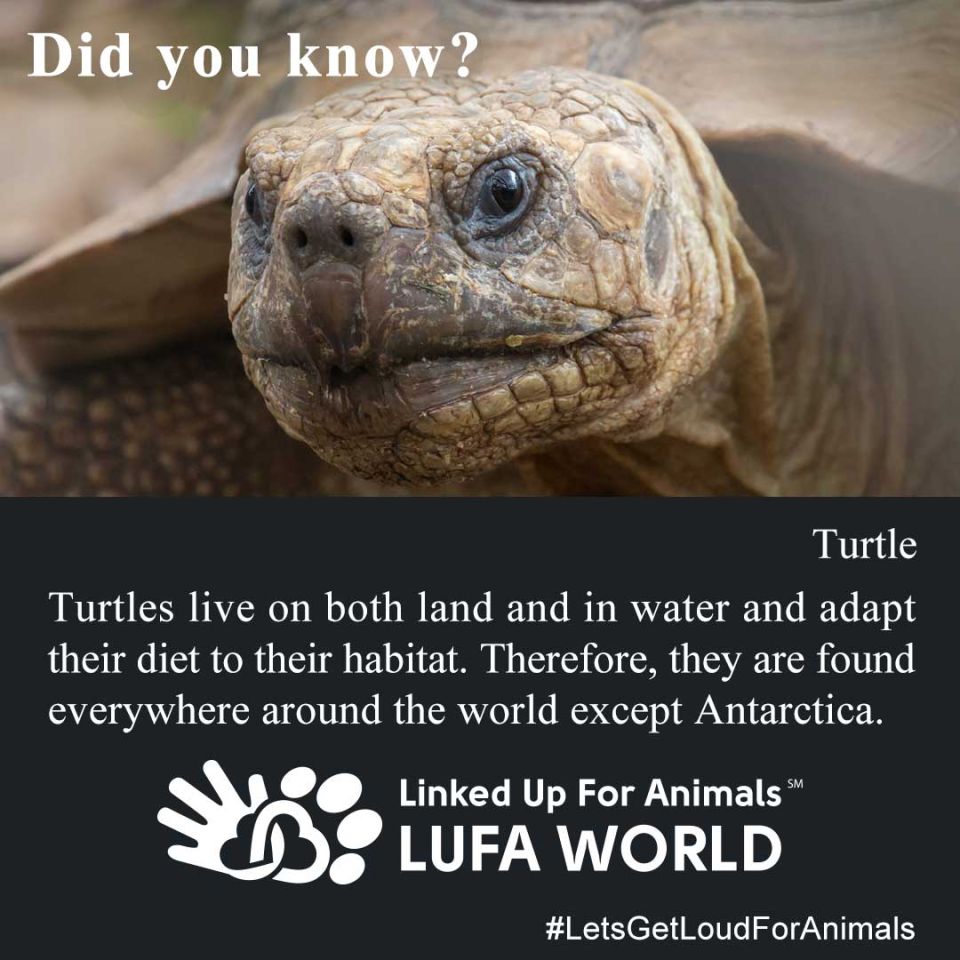 #DidYouKnow #Turtle Turtles live on both land and in water and adapt their diet to their habitat. Therefore, they are found everywhere around the world except Antarctica. #LetsGetLoudForAnimals