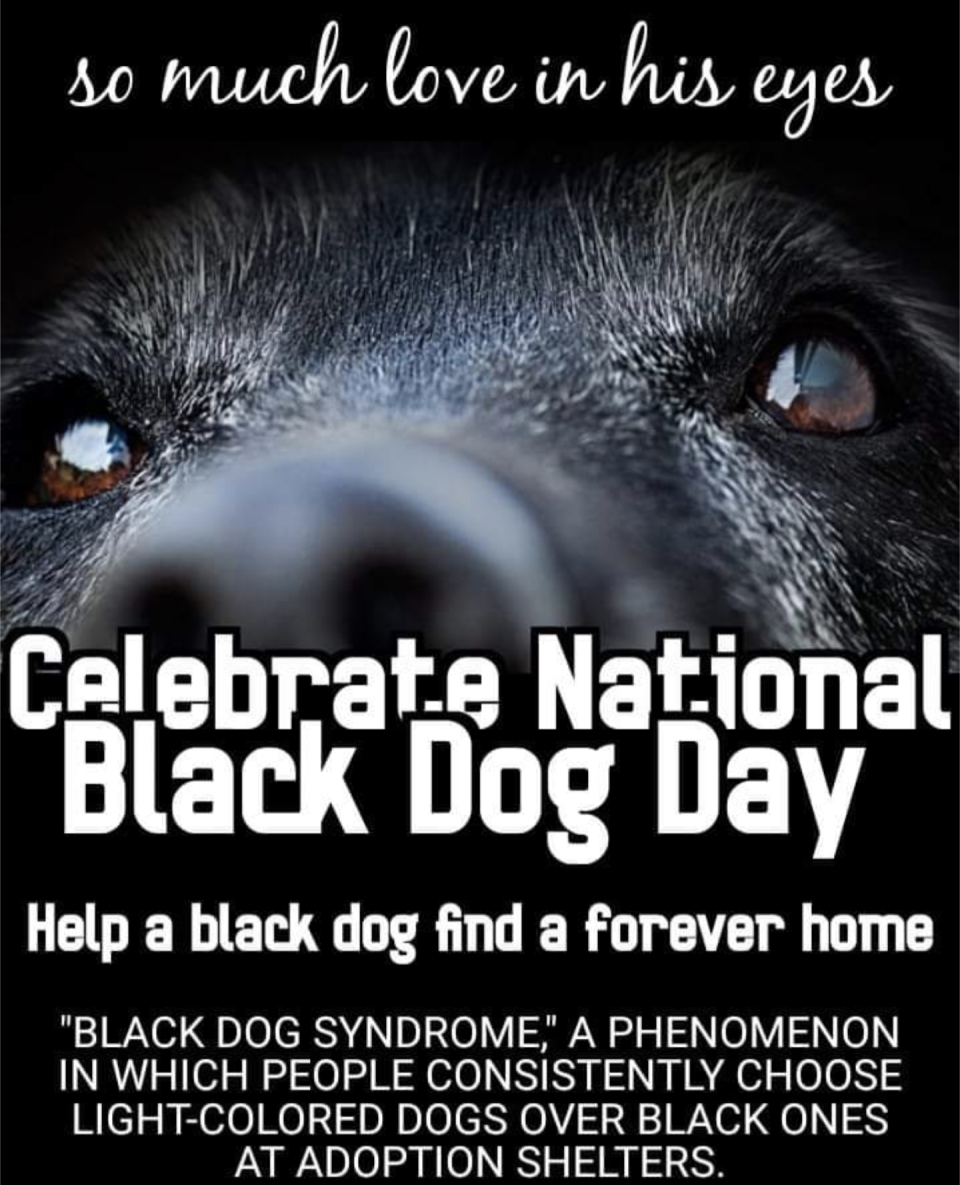 NATIONAL BLACK DOG DAYHelp a black dog find a forever home.#DogLifeOften, Black dogs are the least-adoptable simply due to  the color of their fur.  Usually because of superstition, some wrongly think black means bad/evil.