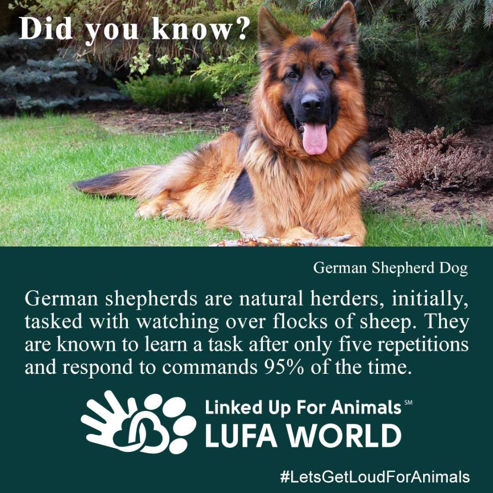 #DidYouKnow #DogLife #GermanShepherds are natural herders, initially, tasked with watching over flocks of sheep. They are known to learn a task after only five repetitions and respond to commands 95% of the time.