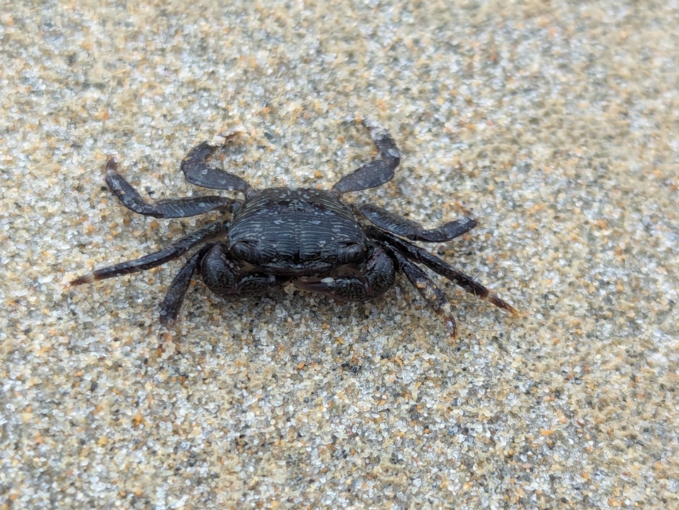 This is Cornelius, my little crab friend, that I met at dog beach on my evening walk.