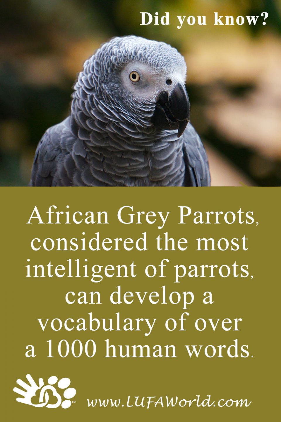 #DidYouKnow  African Grey Parrots, considered the most, intelligent of parrots, can develop a vocabulary of over a 1000 human words. #BirdsOfAFeather