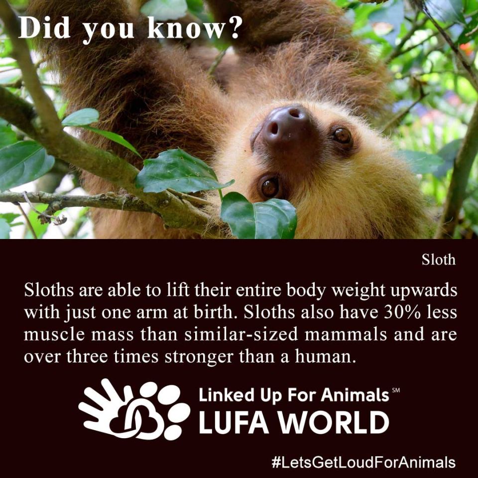 #DidYourKnow #Sloths #InternationalSlothDaySloths are able to lift their entire body weight upwards with just one arm at birth. Sloths also have 30% less muscle mass than similar-sized mammals and are over three times stronger than a human. #LetsGetLoudForAnimals