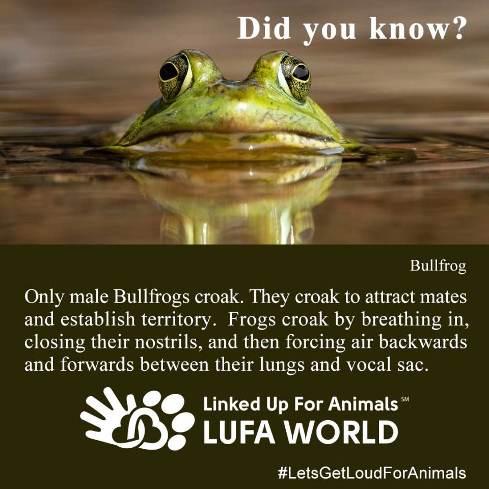 #DidYouKnow #Frogs November 10th is National Frog Day.Only male bullfrogs croak. They croak to attract mates and established territory. They croak by breathing in, closing their nostrils, forcing air backwards and forwards between their lungs and vocal sac. #LetsGetLoudDorAnimals