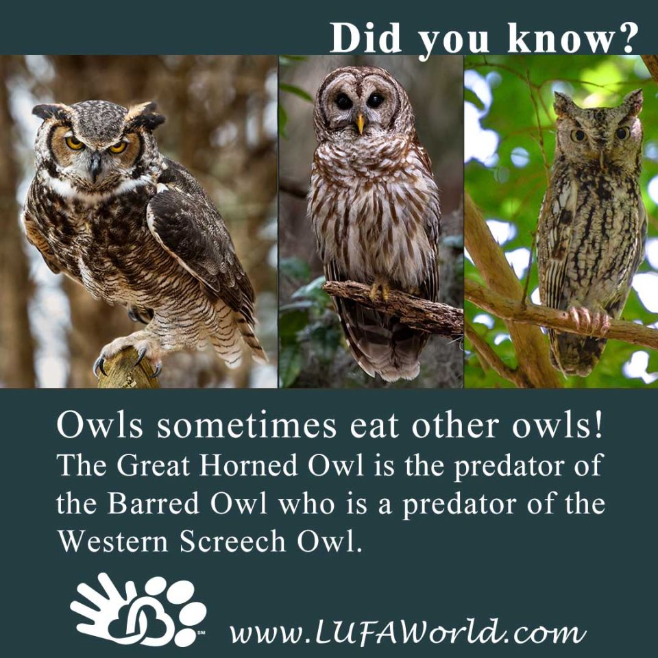 #DidYouKnow #BirdsOfAFeather #Owls