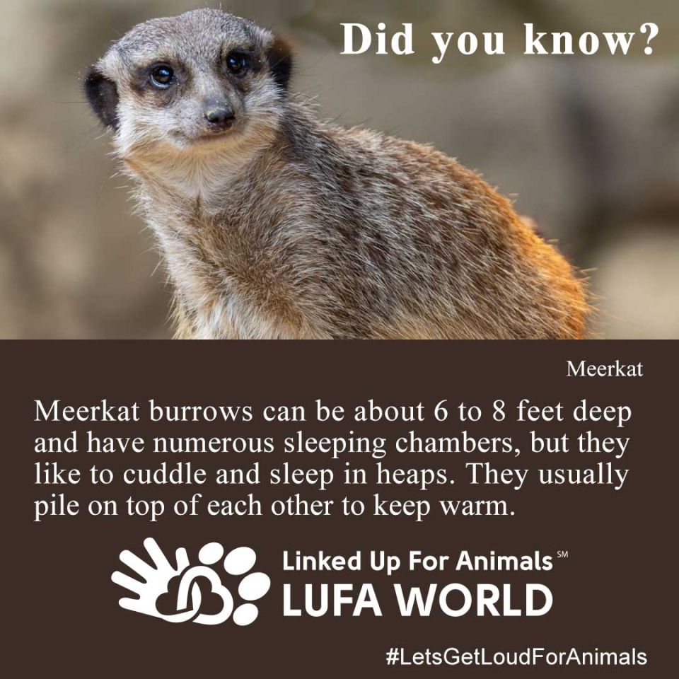 #DidYouKnow #MeerkatMeerkat burrows can be about 6-8 feet deep and have numerous sleeping chambers, but they like to cuddle and sleep in heaps. They usually pile on top of each other to keep warm.