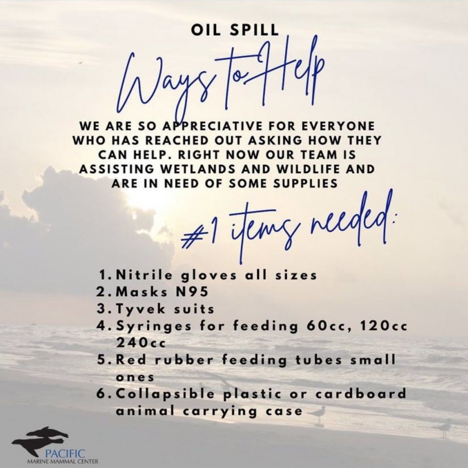 If you’ve heard about the Huntington Beach Oil Spill and you want to help here’s a few ways! While officials are only asking for trained professionals to help on the ground right now donations and supplies are the best way you can help the wildlife from home!The Pacific Marine Mammal Center is taking donations until 4 today- contact them for more info.