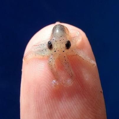 Going aquatic on this World Oceans Day with the very tiny Octopus Wolfi ~#tinyanimaltuesday