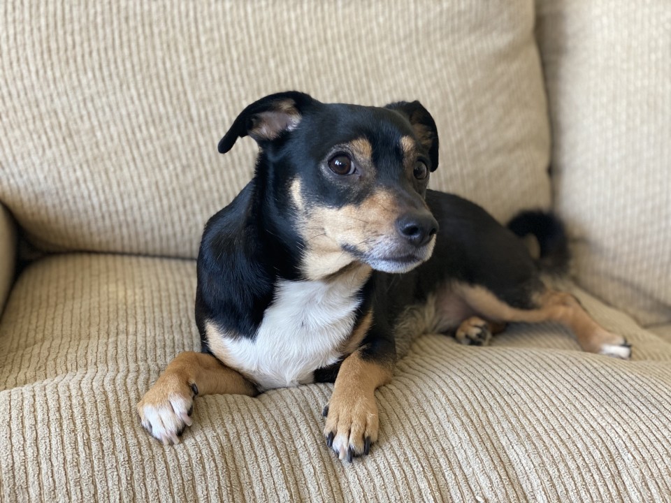 Negative stigmas surrounding “bully breeds” would probably make you think that the more aggressive dog between the two pictured here is the pit bull - but you’d probably be surprised to find that it’s actually the tiny chiweenie. #themoreyouknow