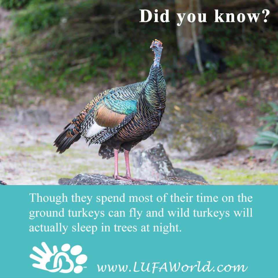 Happy almost thanksgiving! #didyouknow