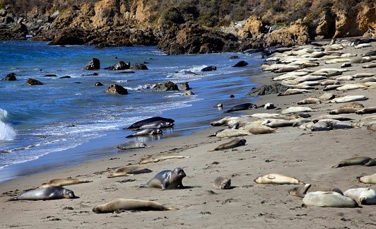 Sea Lions resting at Avila Beach. I took the photo myself.