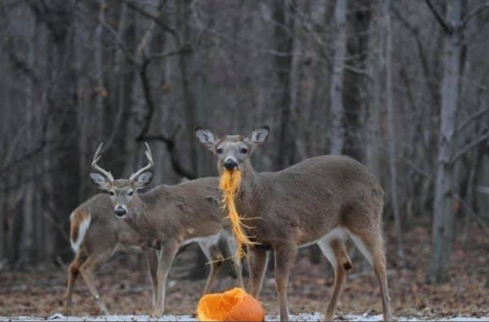 Don’t throw away pumpkins after Halloween. Find woods or a field near you, smash them open and leave for the wildlife to eat. Pumpkin is safe for them and the seeds act as a natural dewormer. (Be sure to break them up so the deer don’t get their head stuck inside!) 2.5 billion pumpkins produced, only one fifth gets reused. The rest end up decaying in landfills creating methane gases that harm the environment. So recycle those pumpkins to the wildlife (or even to a wildlife rehab if there’s one near you or ask a local farm if they want them for their cows or pigs) recycling plus a food source for hungry animals.