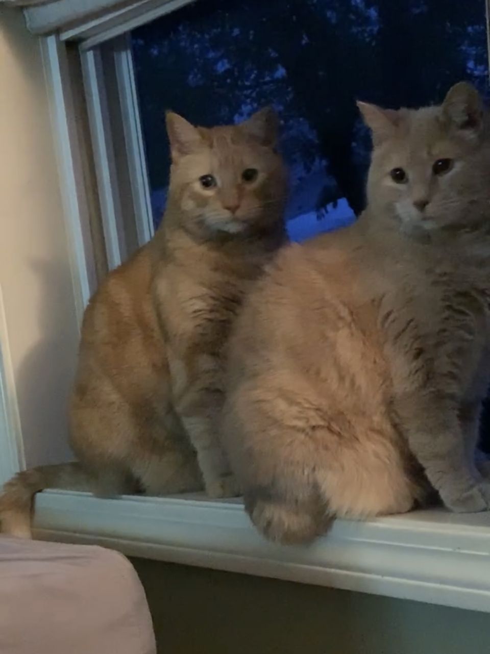 Happy ginger cat day!! Here are our 2 gingers