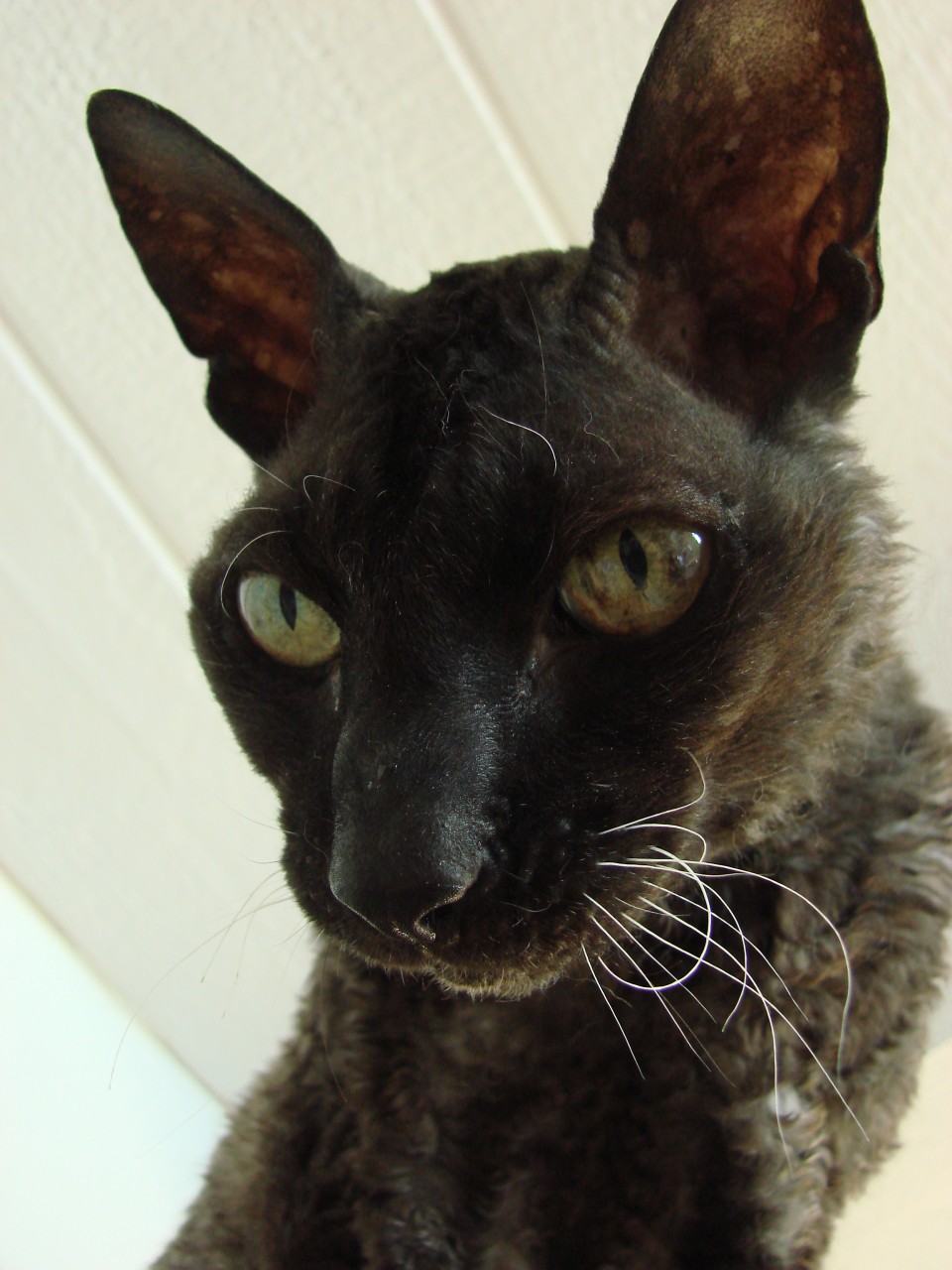 This is Shadow. He is a Cornish Rex rescue from Cat Crossing. He was the youngest cat we ever had. He ruled the house until he was almost 18. His favorite place to hide was on top of the kitchen cabinets.