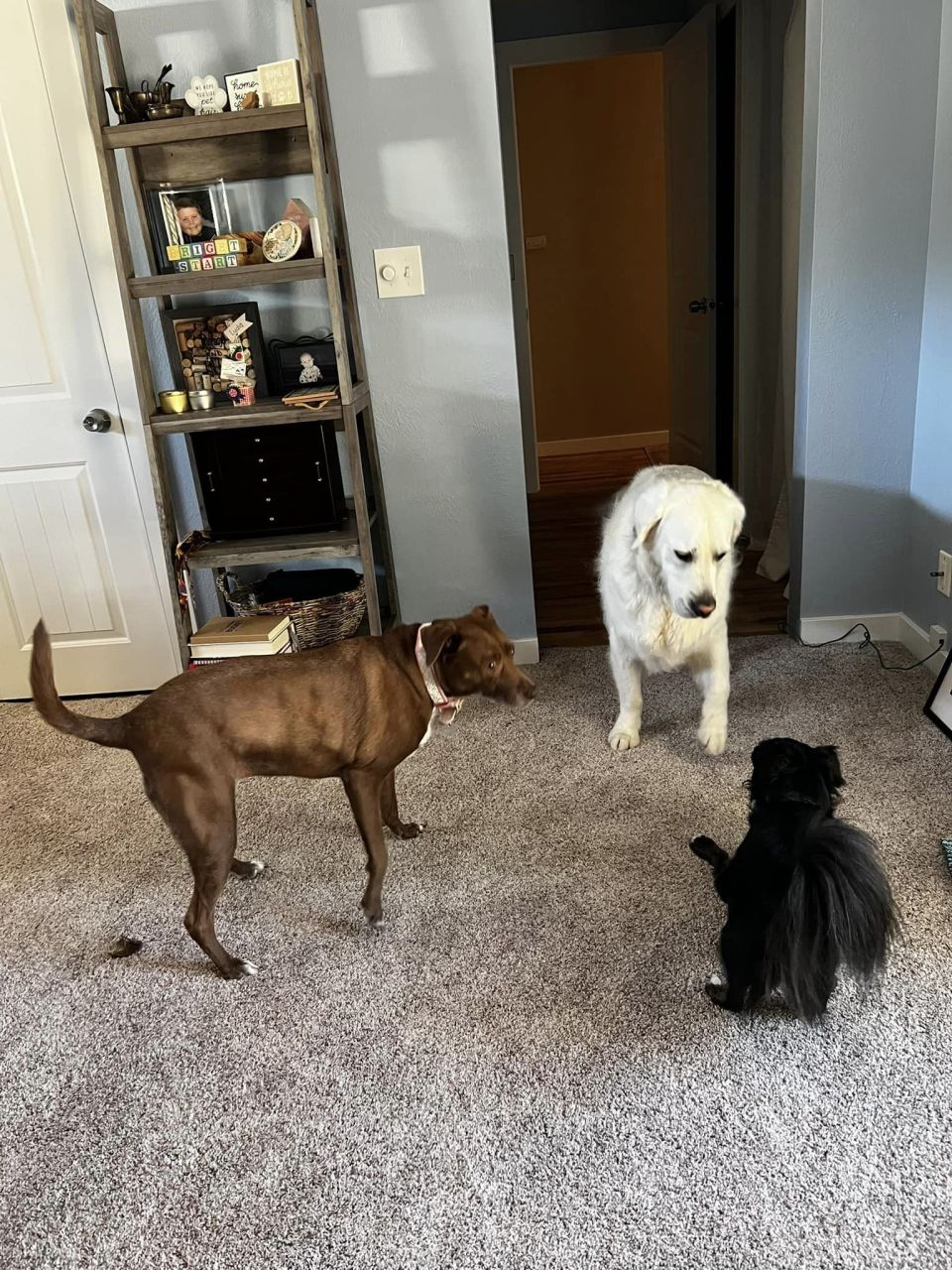 Toby and I recently moved to Boise, Idaho and he is already making friends!