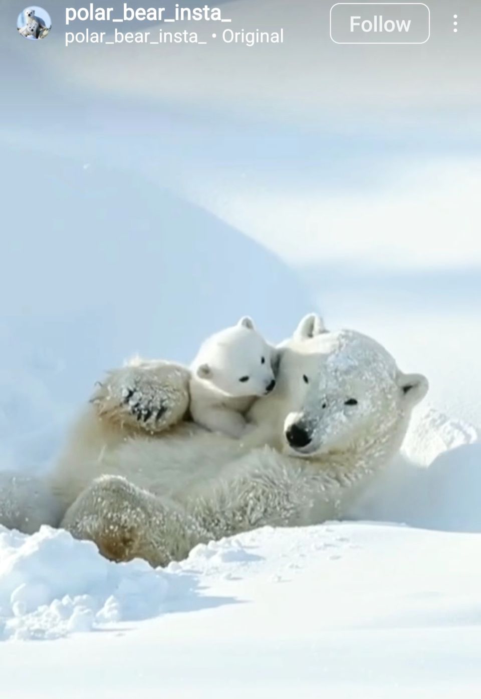 Adorable polar bear post on Instagram ♡♡