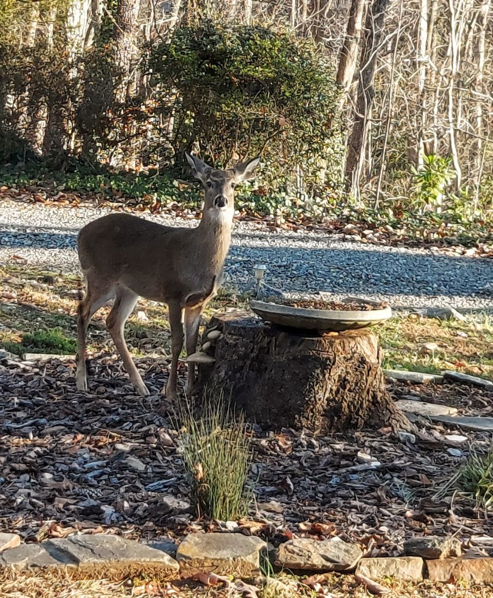 We love and feed our front yard deer!♡ We see them in groups during the winter looking for food.