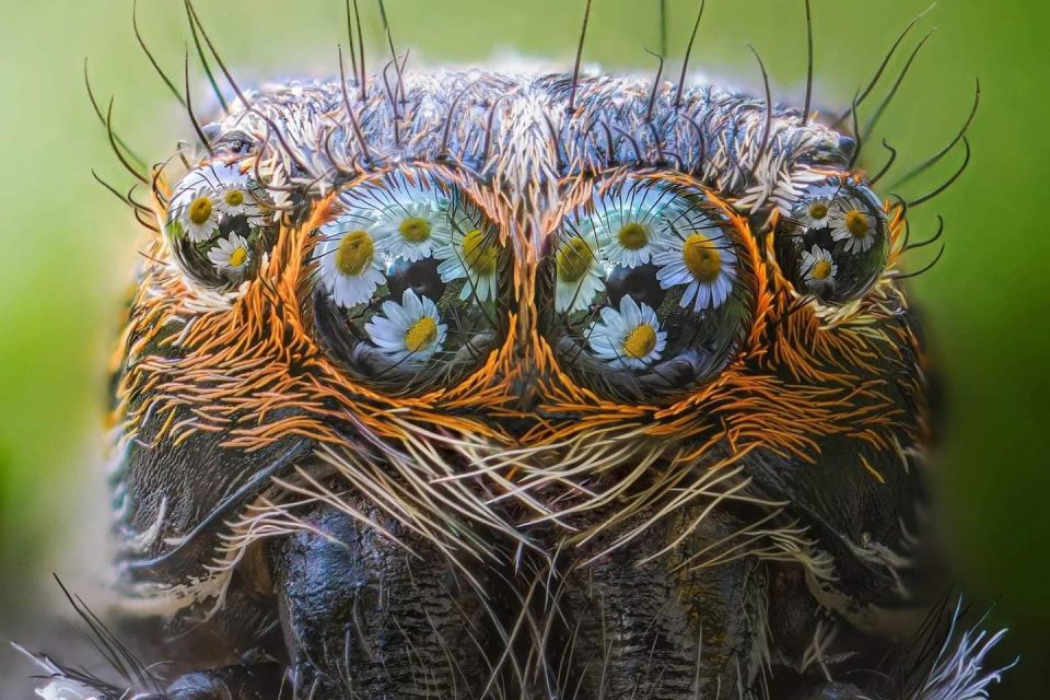 Daisies are reflected in the eyes of a tiny jumping spider captured by photographer, Alberto GhizziPanizza near the River Po in Parma, Italy. http://www.albertoghizzipanizza.com