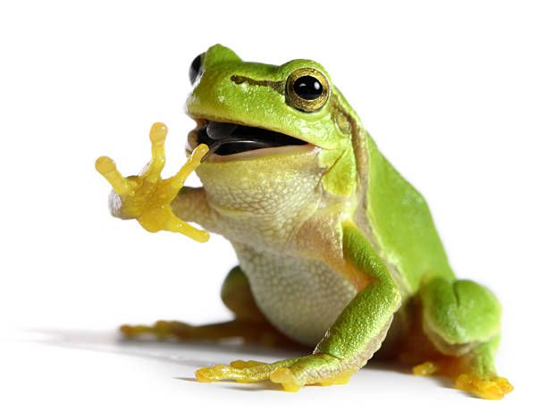 Happy National Froggie Day!
