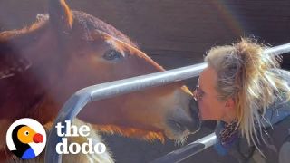Woman Saves 1 Horse — Then Ends Up Rescuing 200 More Animals | The Dodo Heroes